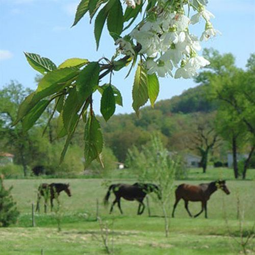 Domaine De Borie Chambres D'Hotes 布里特努 外观 照片